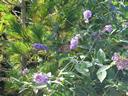 IMG_1599